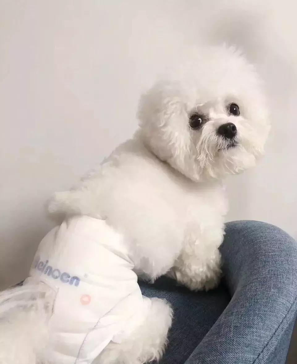 看主人是如何解决我的“生理期”