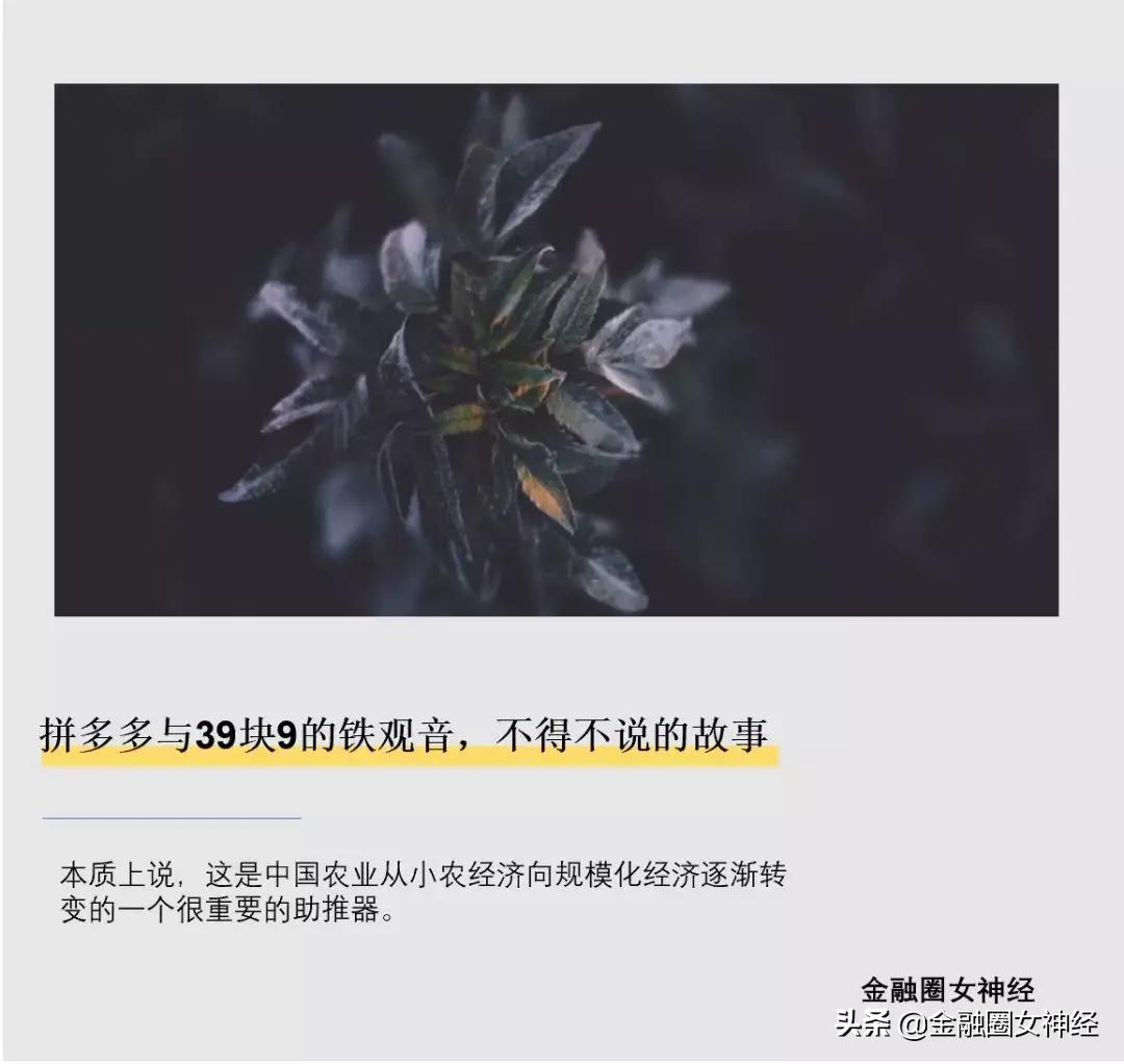 拼多多哪家的铁观音好些,拼多多上面的铁观音靠谱吗