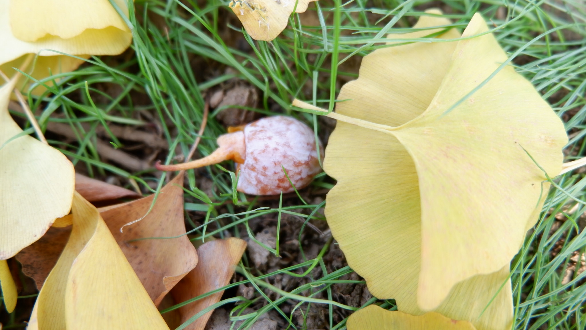 在地铁边看存在了两亿七千万年的树