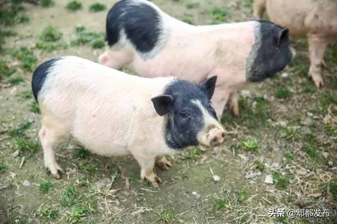 红光新城西安市,红光新城