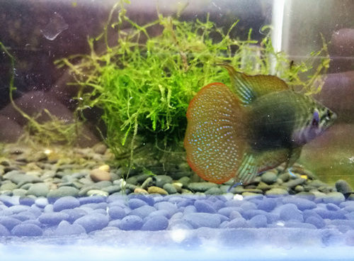 中国斗鱼圆尾和叉尾能杂交吗,圆尾斗鱼和叉尾斗鱼杂交是什么样