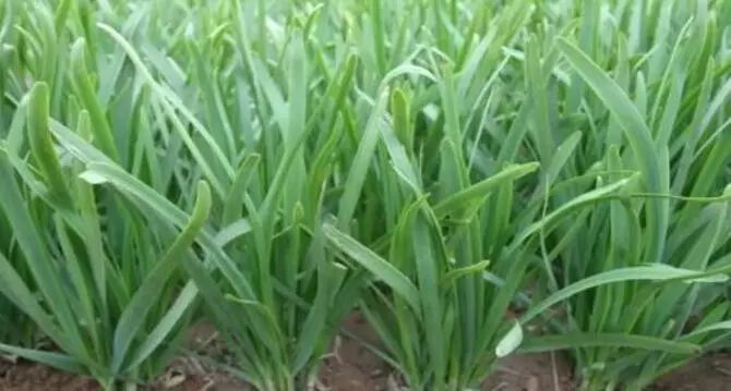 日本汉方大麦若叶青汁使用方法,日本大麦若叶青汁效果