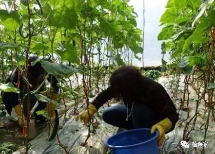 根腐病苗木灌根用什么药,土传病害常用灌根药