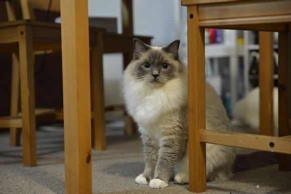 布偶猫贵族猫弟弟,猫猫品种布偶