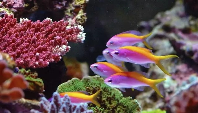 人见人爱观赏鱼,人见人爱的观赏鱼