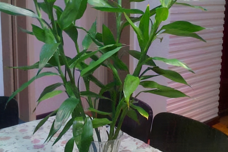 竹子不能种在院子里吗,竹子不能栽屋后