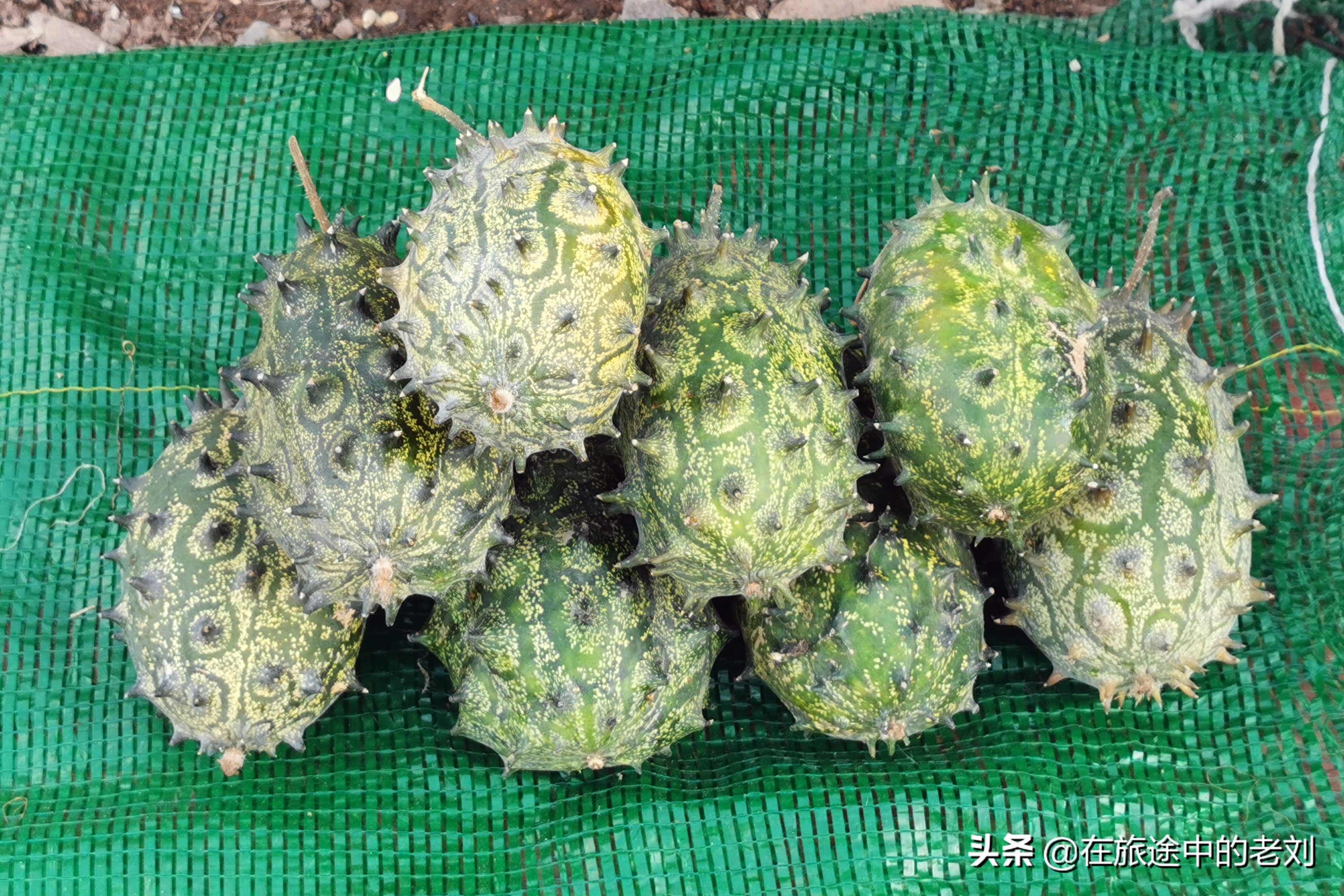 远赴龙脊大寨梯田，追逐今年最后的金黄——桂林七天游1