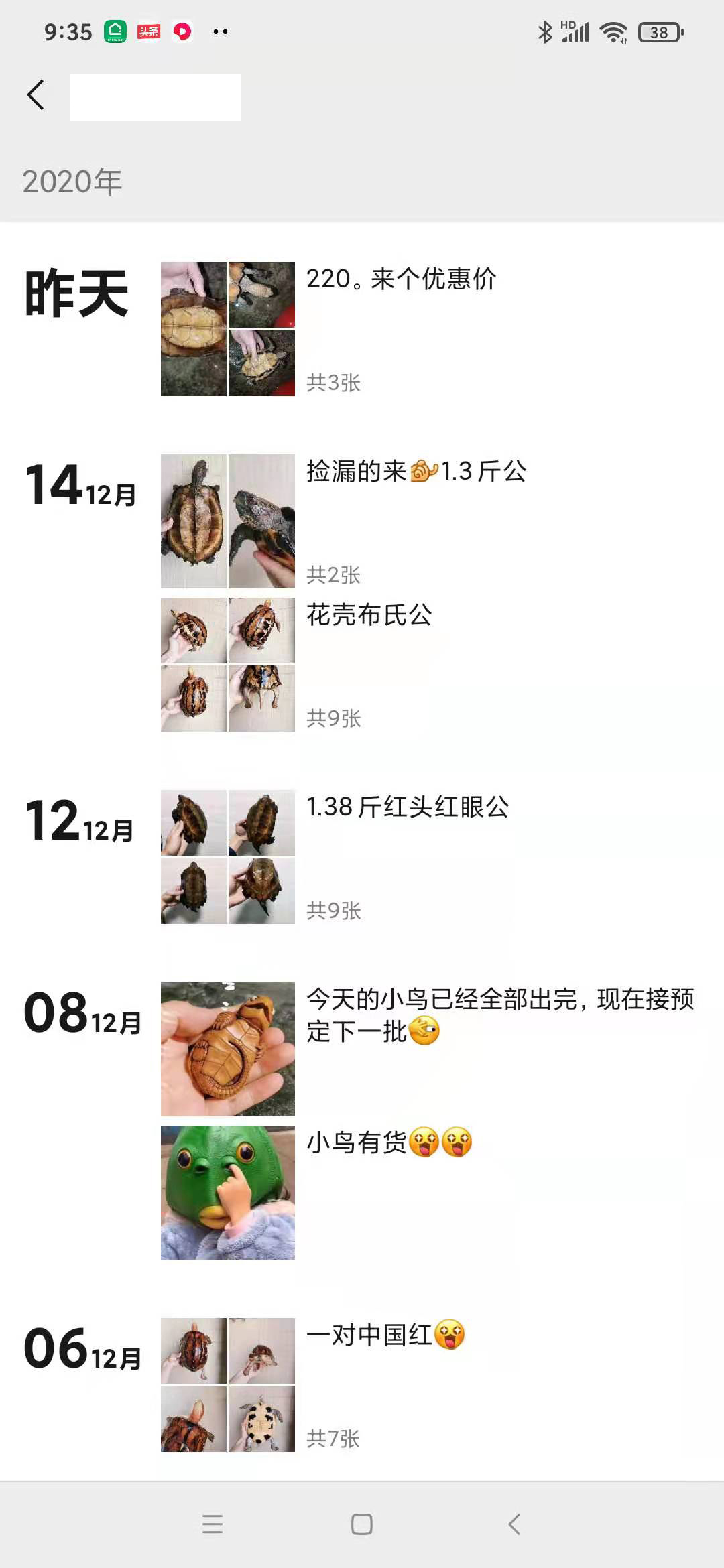 新手在哪里买龟好养活点,宠物龟在什么地方卖好呢