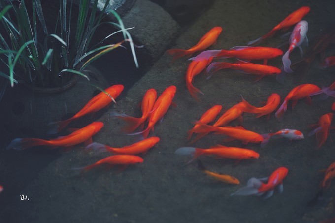 心中有桃花源何处都是山水间,心中若有桃花源何处是水云间