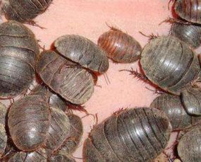 中药土鳖虫养殖,养土鳖虫经济价值高吗