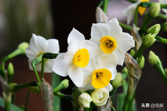 水仙花种植技巧水培,水仙花出现徒长倒下来如何处理