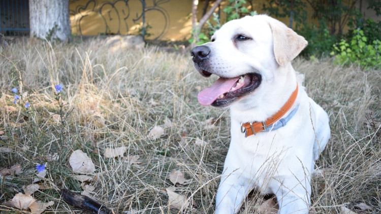 怎么正确给狗狗戴项圈,怎么纠正狗狗不爱回家