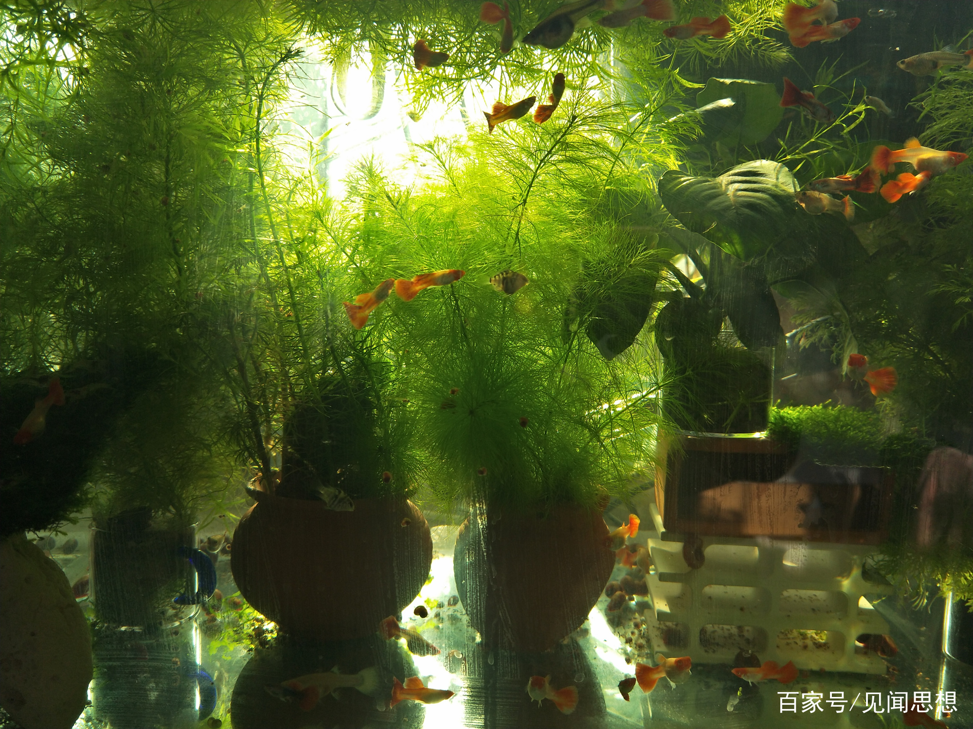 适合水草缸养的可以繁殖的观赏鱼,适合新手大鱼缸养的观赏鱼