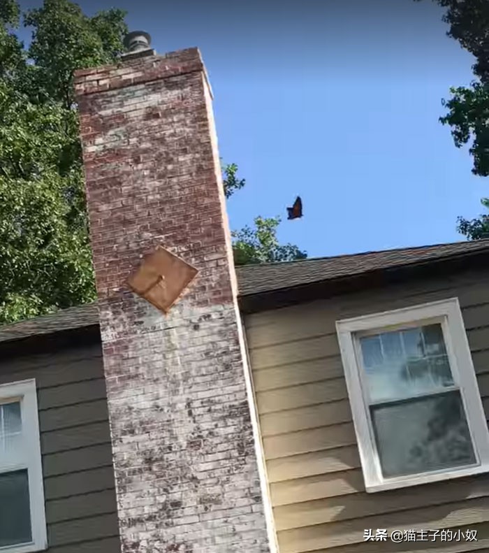 鹦鹉被主人剪断整个翅膀,鹦鹉被主人拔羽管