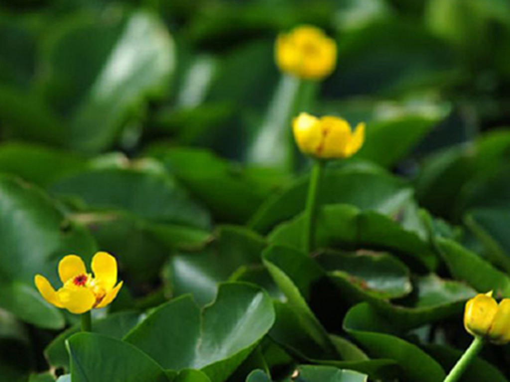 四季水培睡莲荷花盆栽的种植方法,荷花睡莲花色鲜艳非常好养