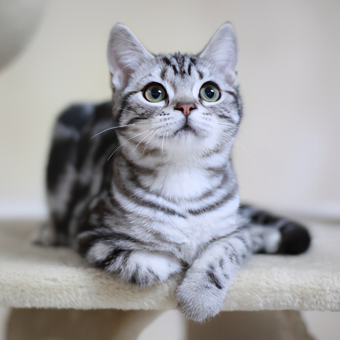 适合新手养的猫咪美短,美短虎斑猫优点和缺点