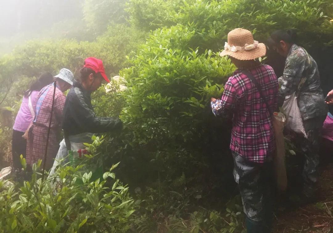 非遗政和白茶技术,非遗乌龙茶制作技艺