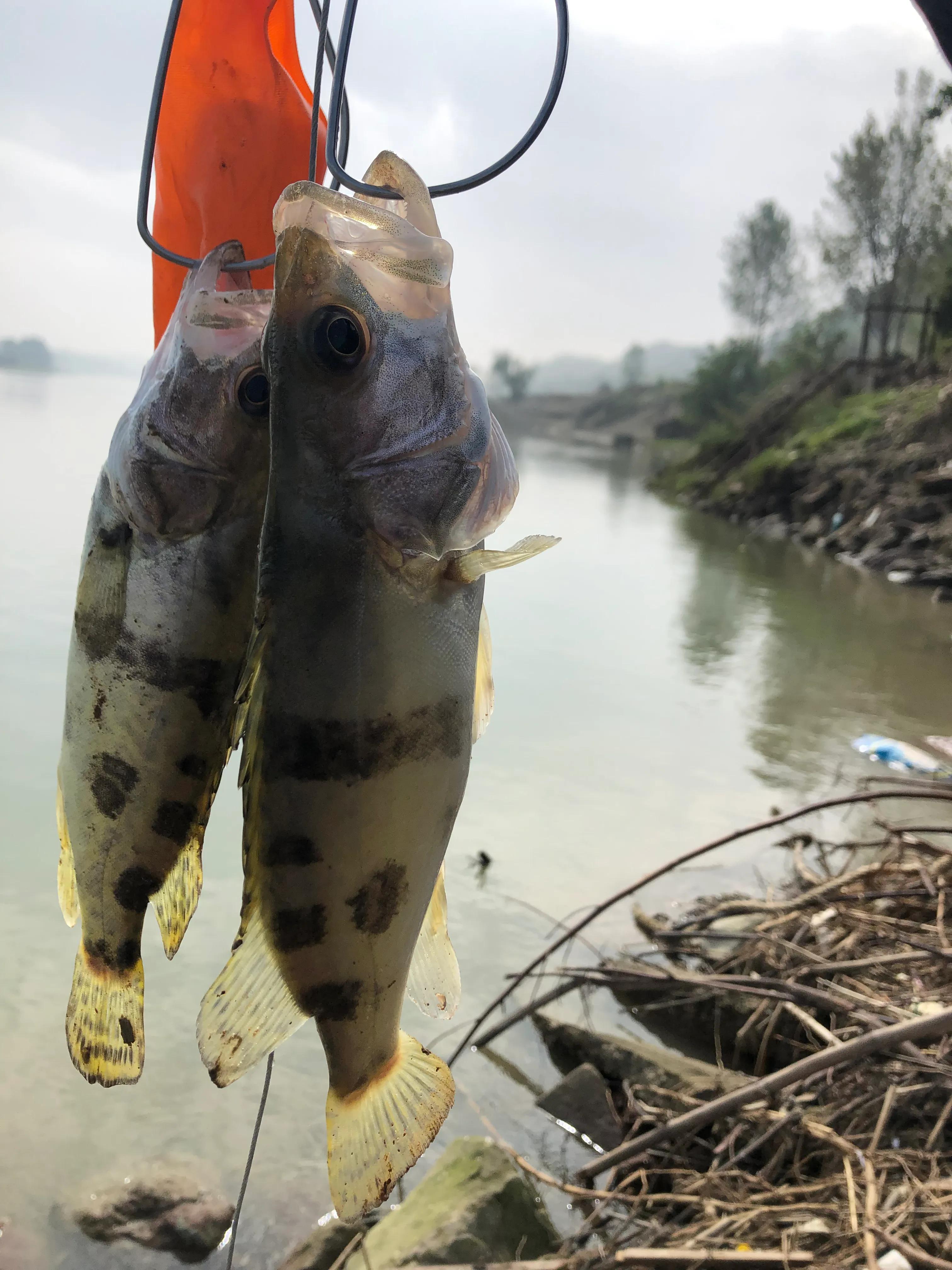 成都周边路亚白条怎么钓上鱼最快,桥下路亚钓鳜鱼教学