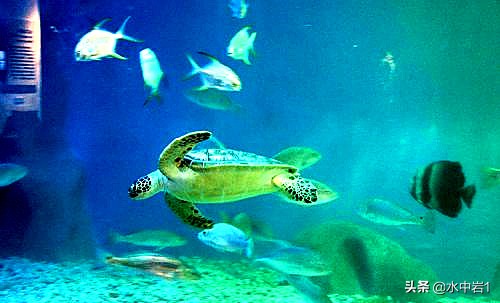 长江流域湿地生态环境保护,长江流域环境保护成果