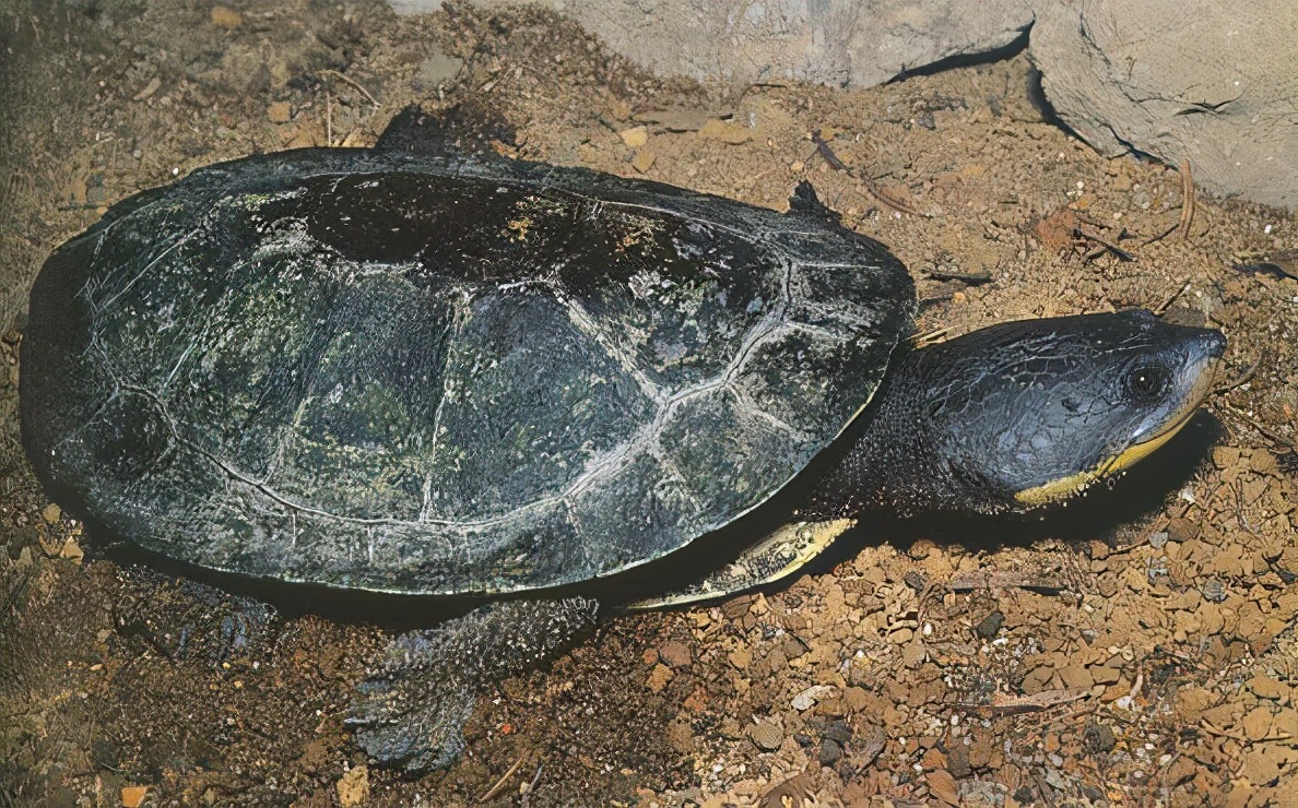 各种龟类图片大全大图,龟类展示会