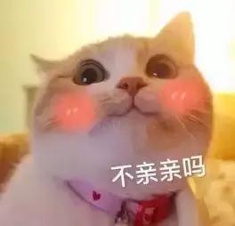 福懋动物医院猫科,猫咪高脚碗容易得黑下巴吗