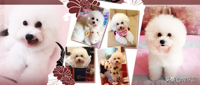 狗女来大姨妈了,铲屎官们知道要怎么处理吗?