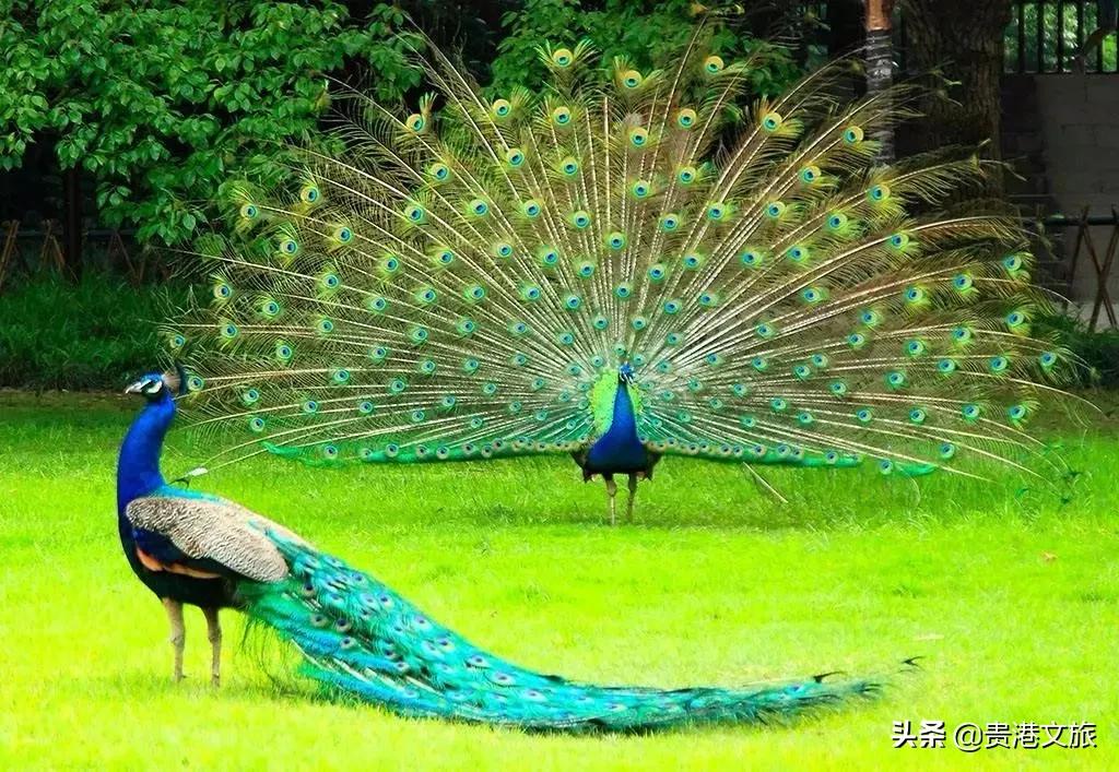 全家人一起欢欢喜喜过大年,所有人一起来拜年