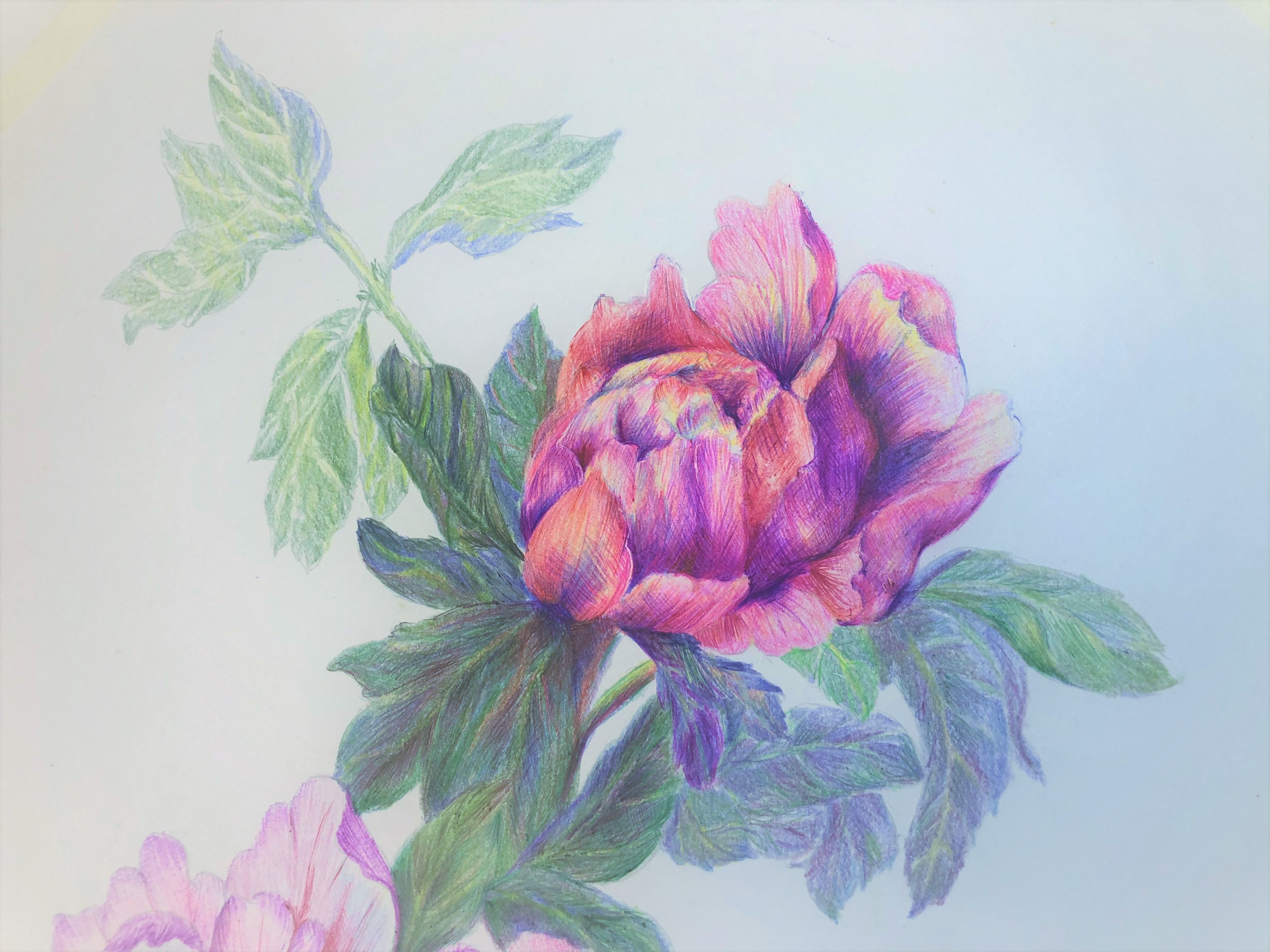 圆珠笔画牡丹教学,圆珠笔画牡丹的画法