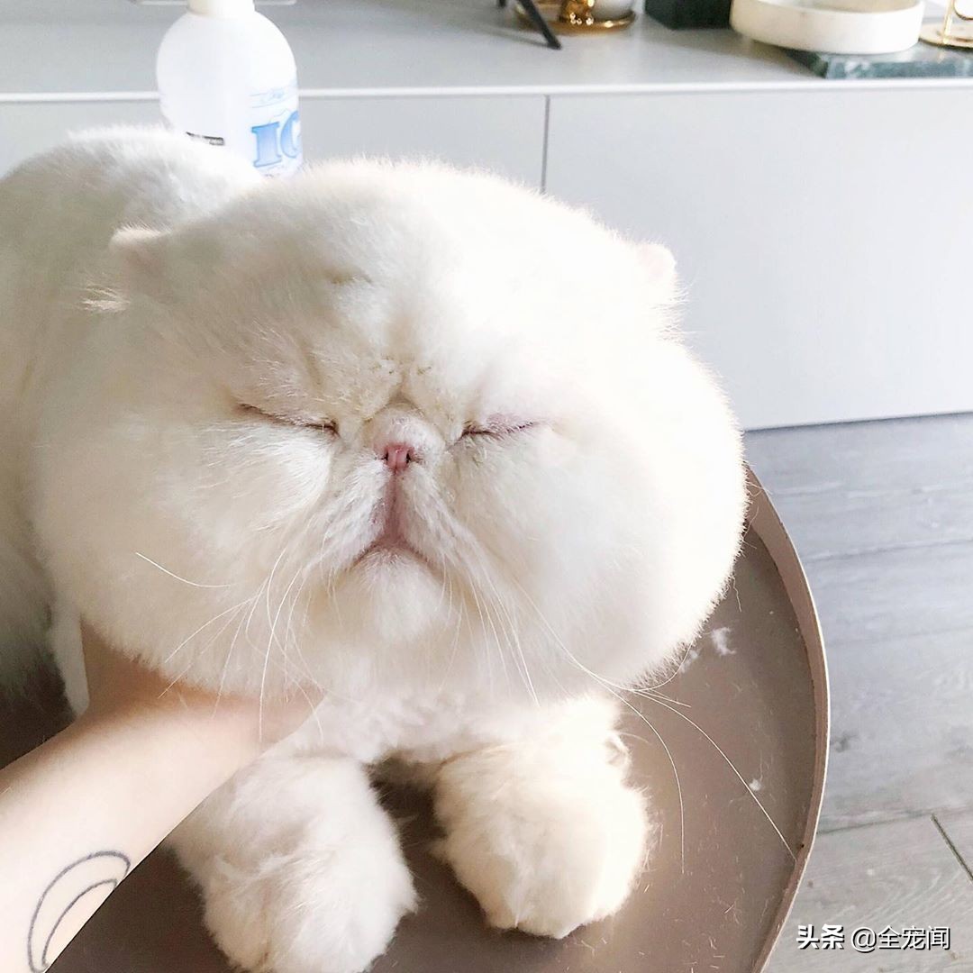 无豆类进口猫粮,原装进口无谷全价猫粮