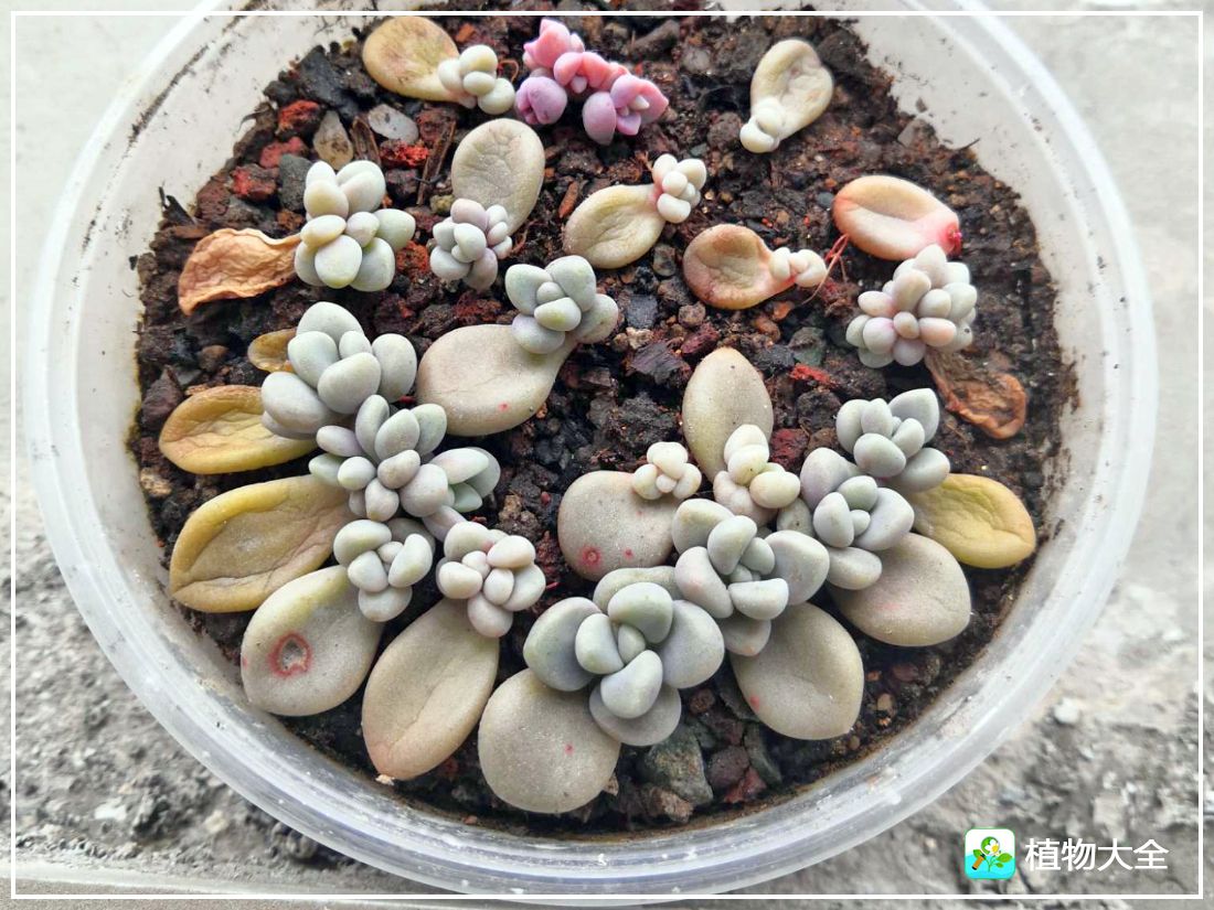 多肉植物艾伦视频,多肉植物艾伦价位