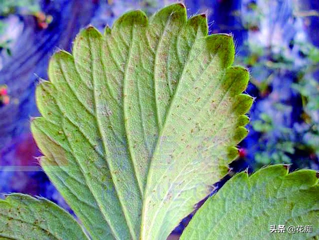 一招解决红蜘蛛,红蜘蛛怎么样有效简单彻底消除