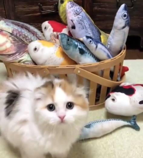 为什么猫怕水却爱吃鱼呢,猫怕水但是为什么爱吃鱼