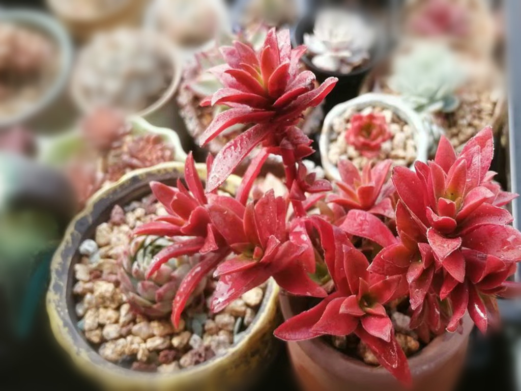 多肉想要变色怎么养,多肉早晚温差多大最容易上色