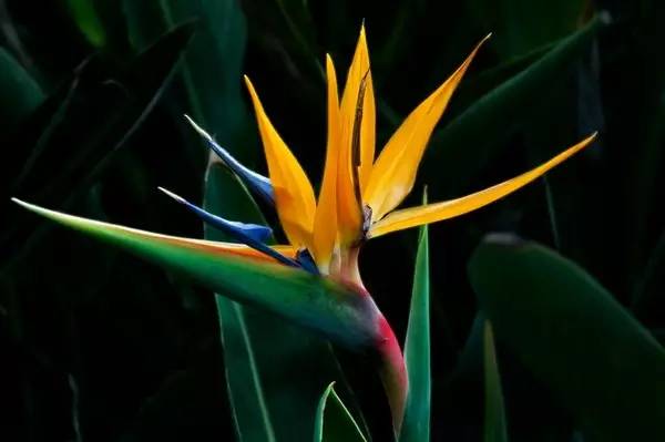 养花新手老养死花,献给那些总把花养死的人