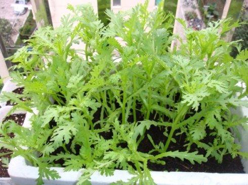 阳台有机绿色种植|茼蒿刚出苗怎么萎蔫枯死了？生产7要点有效解决