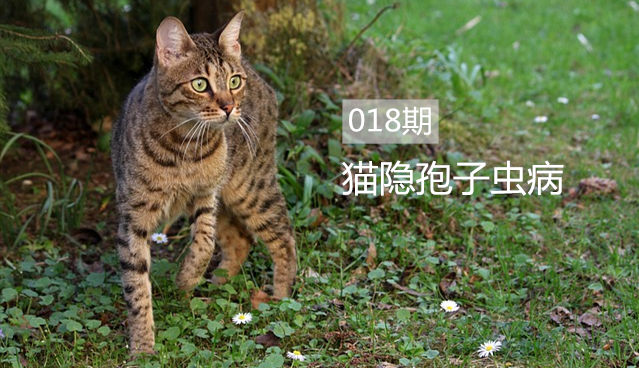 猫咪孢子虫病属于什么,猫隐孢子虫