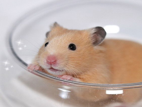 什么仓鼠爱吃西兰花,仓鼠能不能吃绿色的西兰花