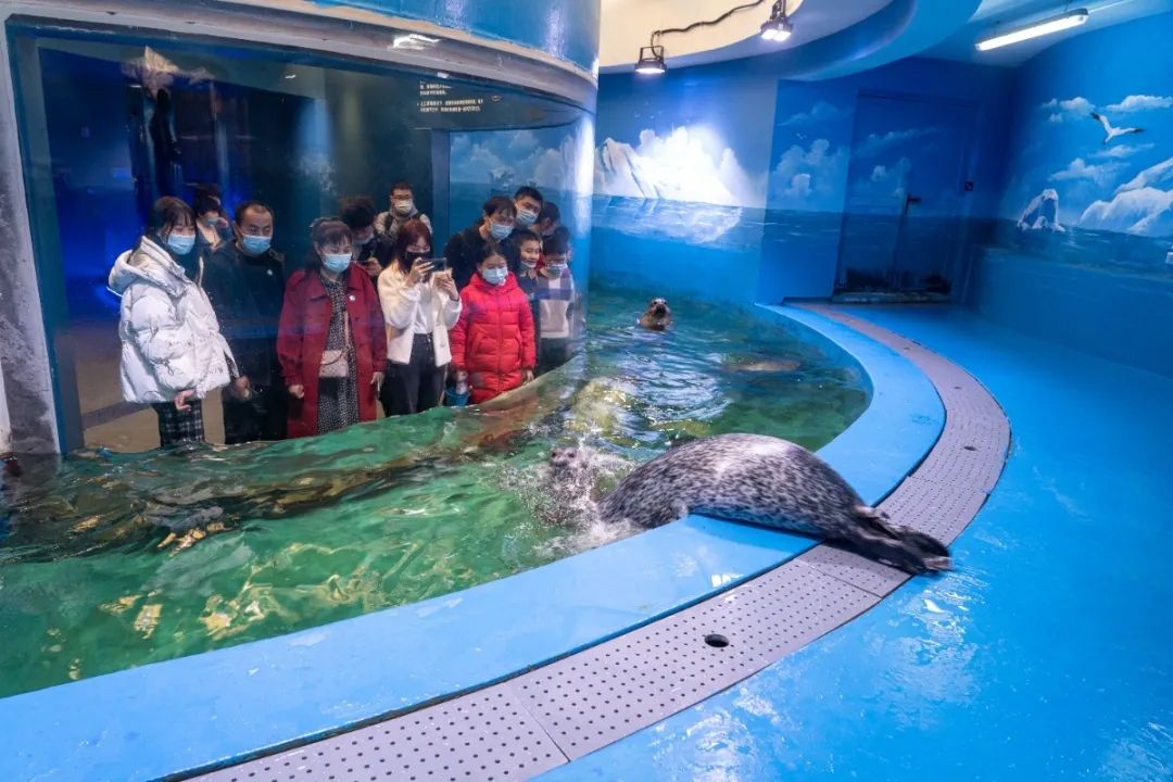 小海豹刚出生为啥有毛,海豹宝宝白毛成年过程