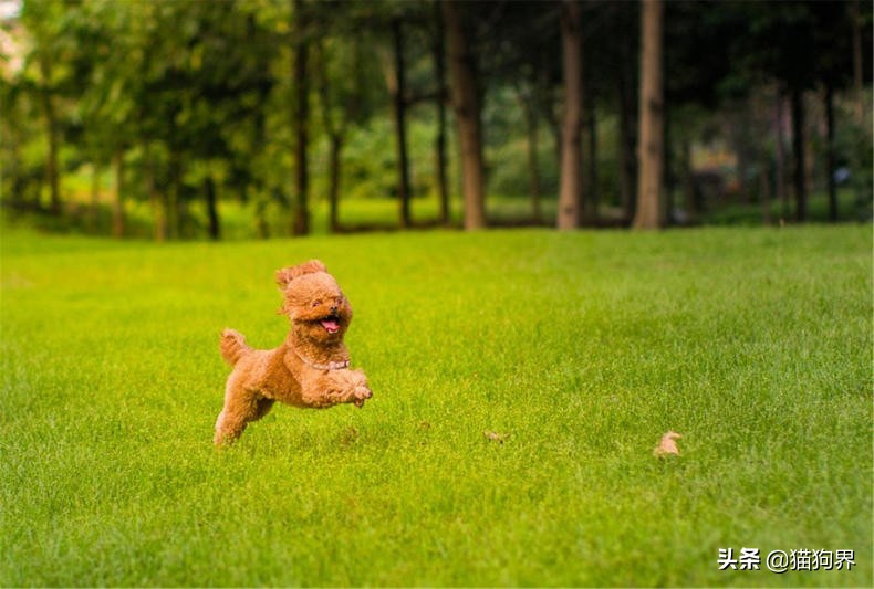 狗狗皮肤病到底会不会传染给人？不一定！#狗狗大明星#