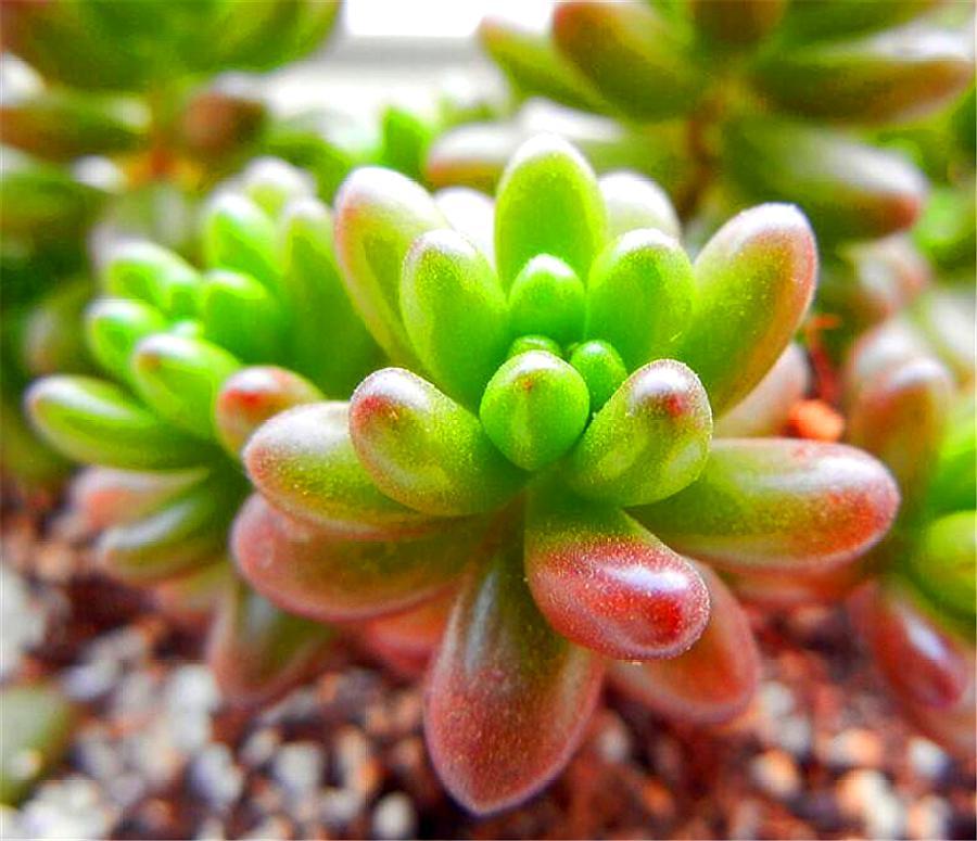 立春了，养多肉虹之玉要做好“4个增加”，新叶蹭蹭长，饱满圆润