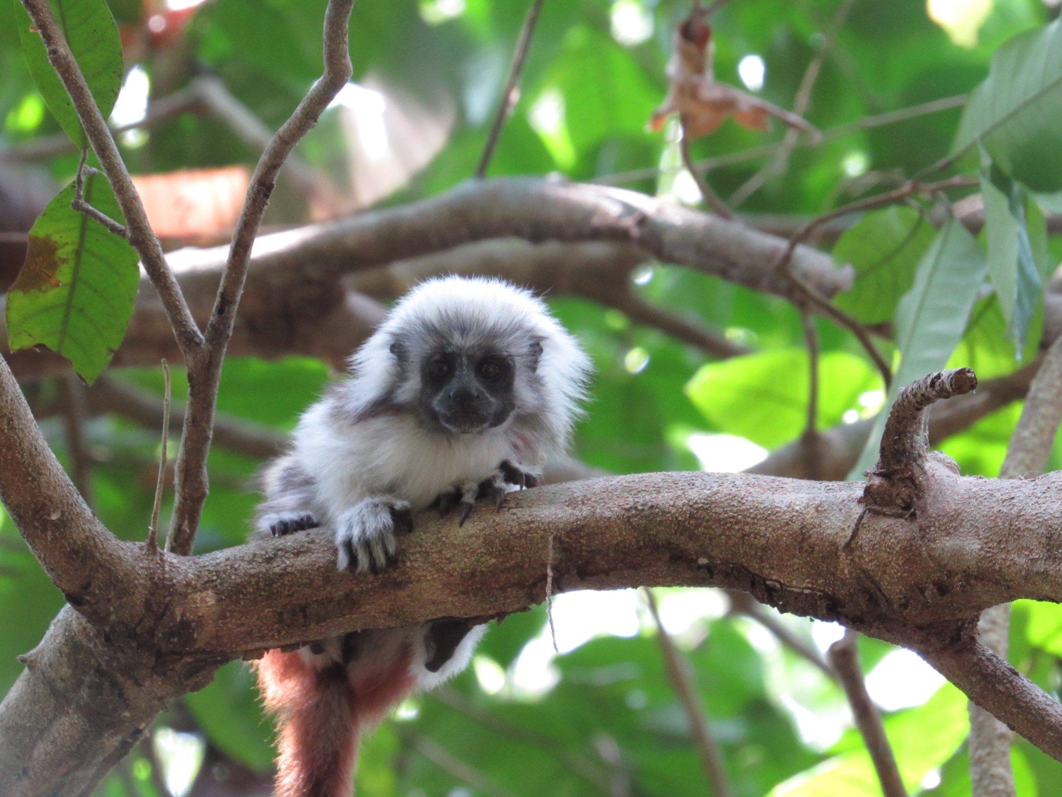 4万只到6千只，巴掌大的小猴子，也算为人类作出过不小“贡献”
