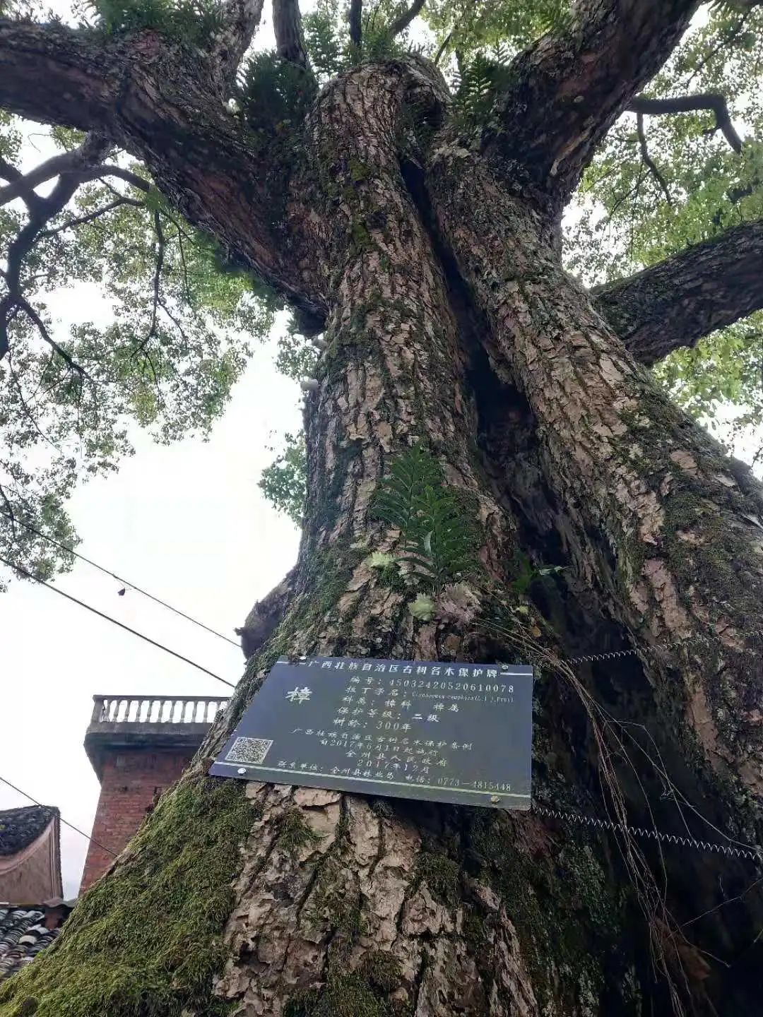 桂北传统村落,桂北古村在哪里