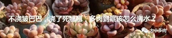 熊童子老叶干瘪新叶不长,熊童子很饱满但没有爪子怎么办