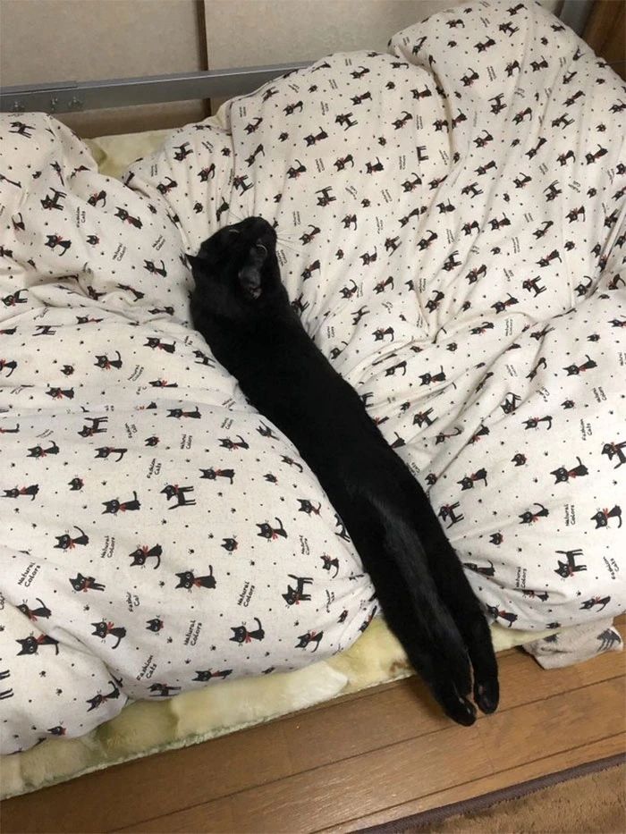 同样是腿,凭啥猫咪就能这么细长直?