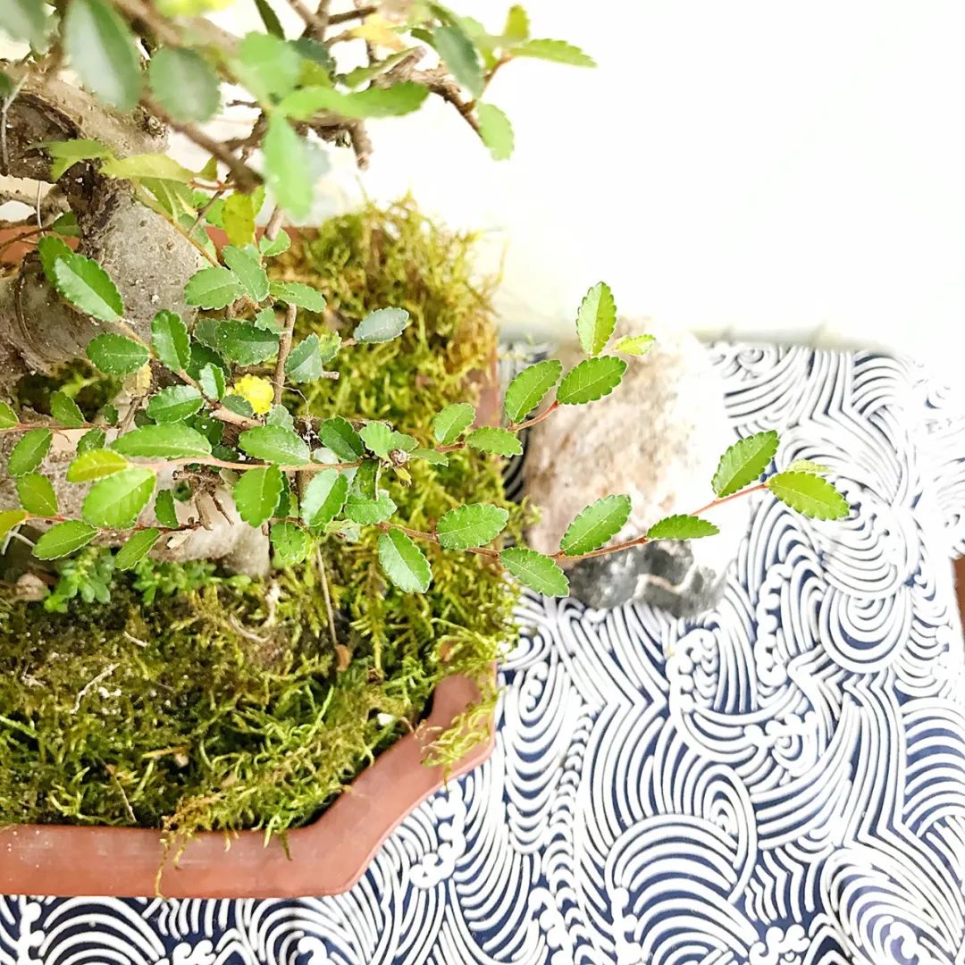 小榆树盆景设计100种形态,榆树盆景用的榆树是什么品种