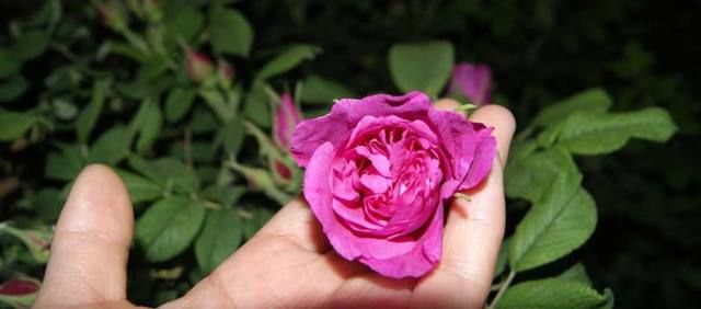 平阴玫瑰甲天下简介,平阴玫瑰和玫瑰花的区别