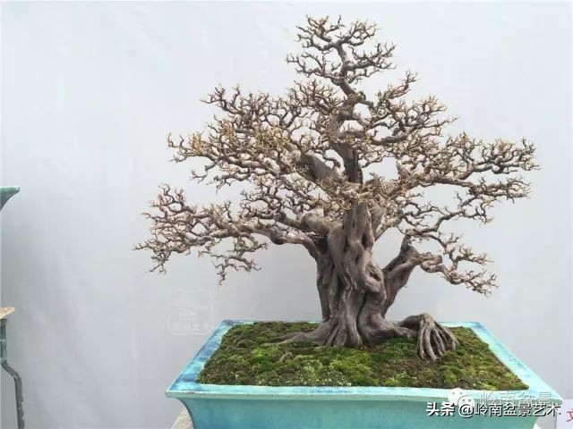 经典雀梅文人树盆景,十年以上的雀梅盆景图及价格