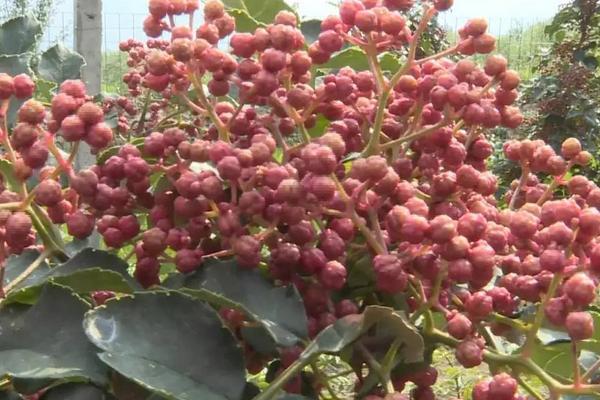 种植胡椒和花椒哪个赚钱些,自己种植花椒能赚钱吗