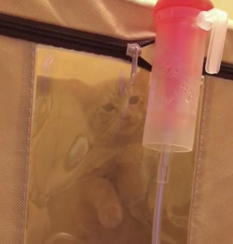 猫咪鼻子分泌物多是什么原因,猫病讲解