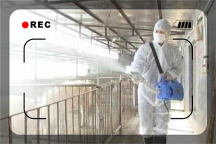 养殖香猪怎么样,饲养香猪的前景怎么样啊